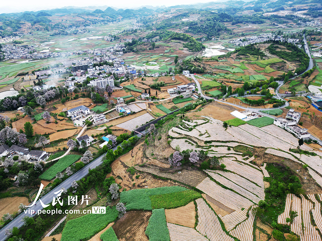 貴州黔西:山花開處鄉村美【5】