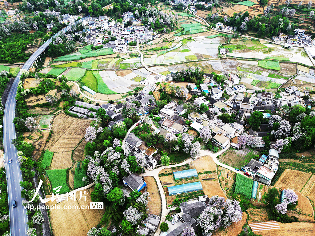 貴州黔西:山花開處鄉村美【6】