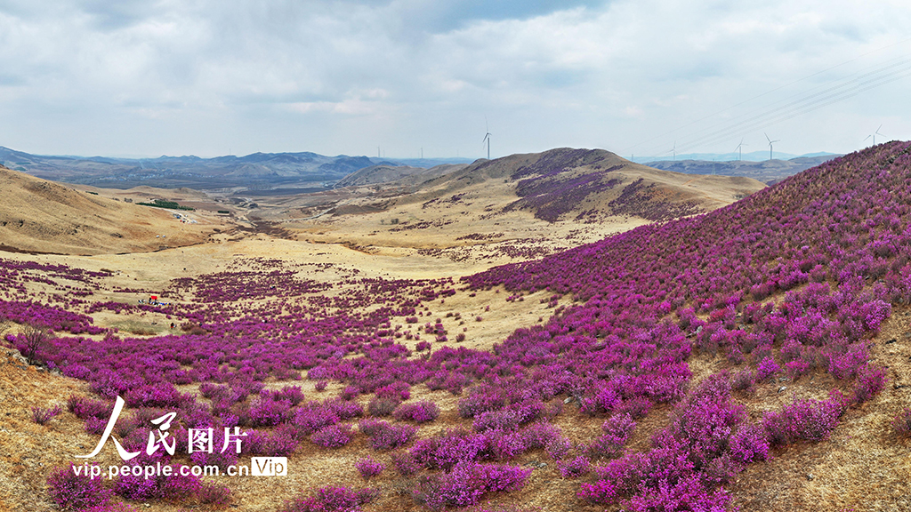 內蒙古扎蘭屯：賞花游 新活力【2】
