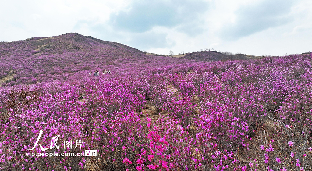 內蒙古扎蘭屯:賞花游 新活力【5】