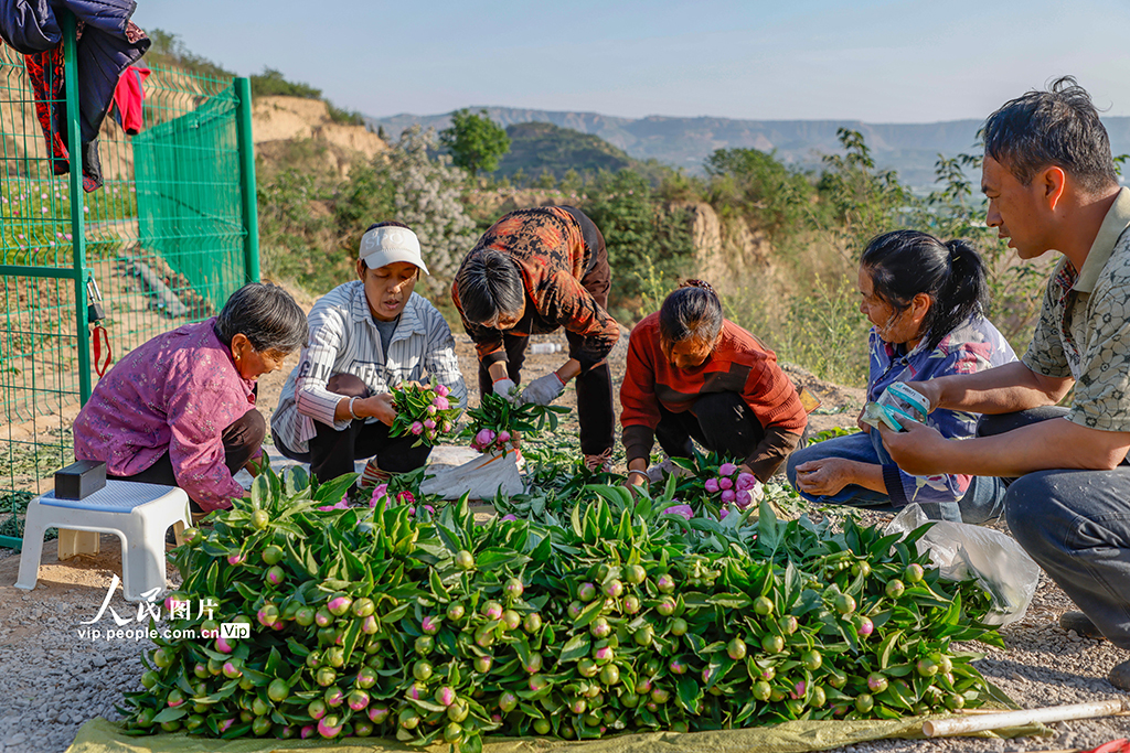 山西平陸:芍藥花開繪就農旅融合新圖景【4】