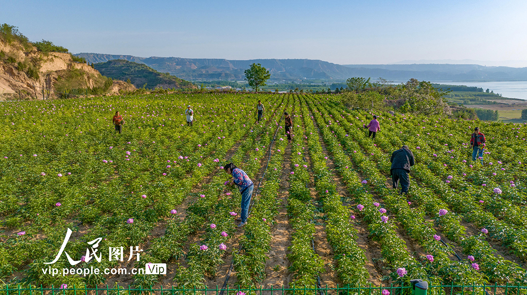 山西平陸:芍藥花開繪就農旅融合新圖景【5】