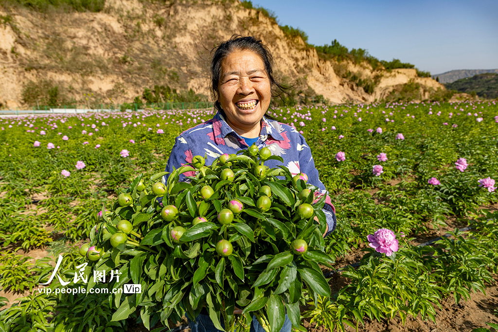 山西平陸:芍藥花開繪就農旅融合新圖景【3】