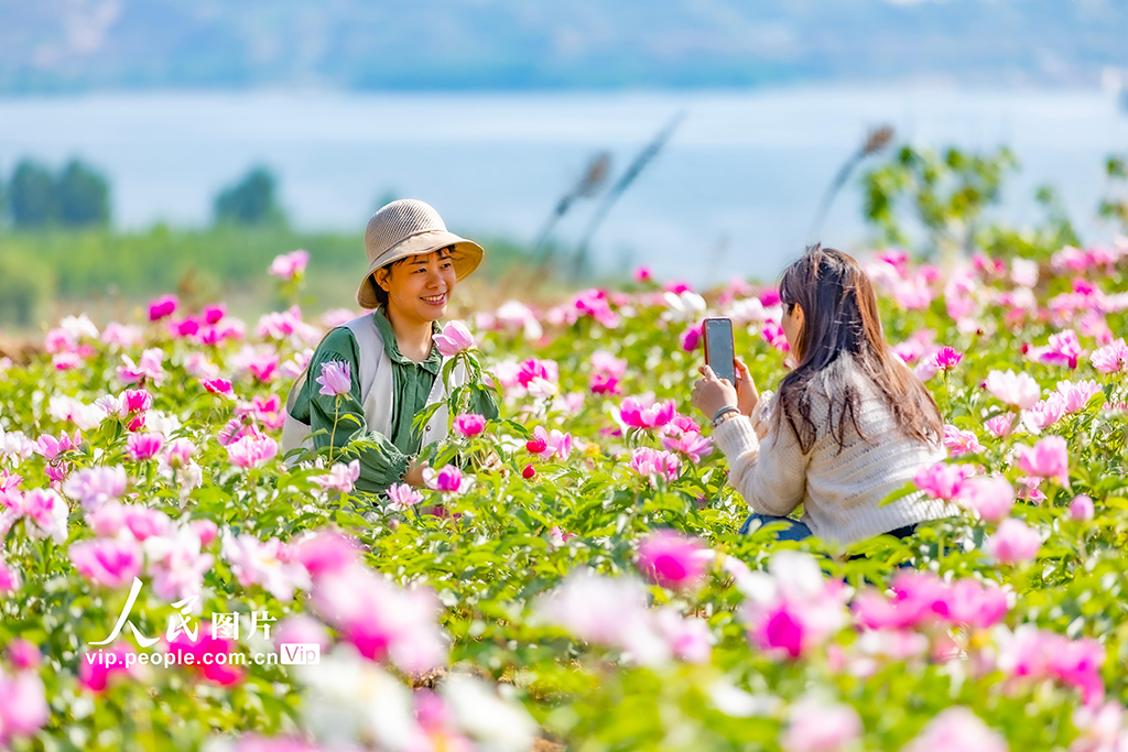 山西平陸:芍藥花開繪就農旅融合新圖景【2】