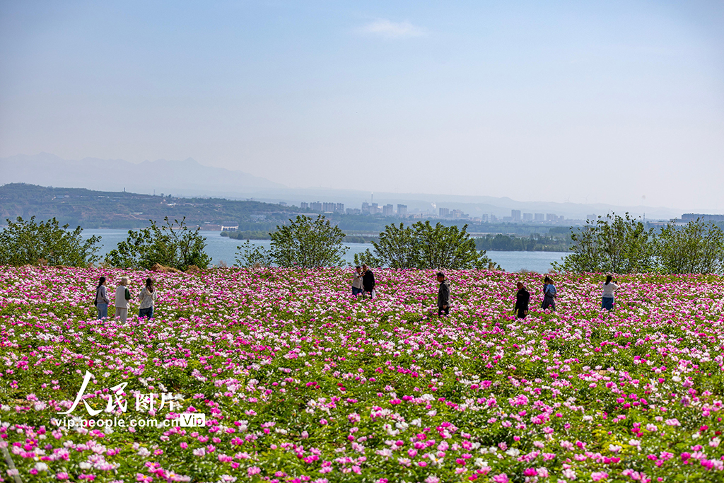 山西平陸:芍藥花開繪就農旅融合新圖景【6】