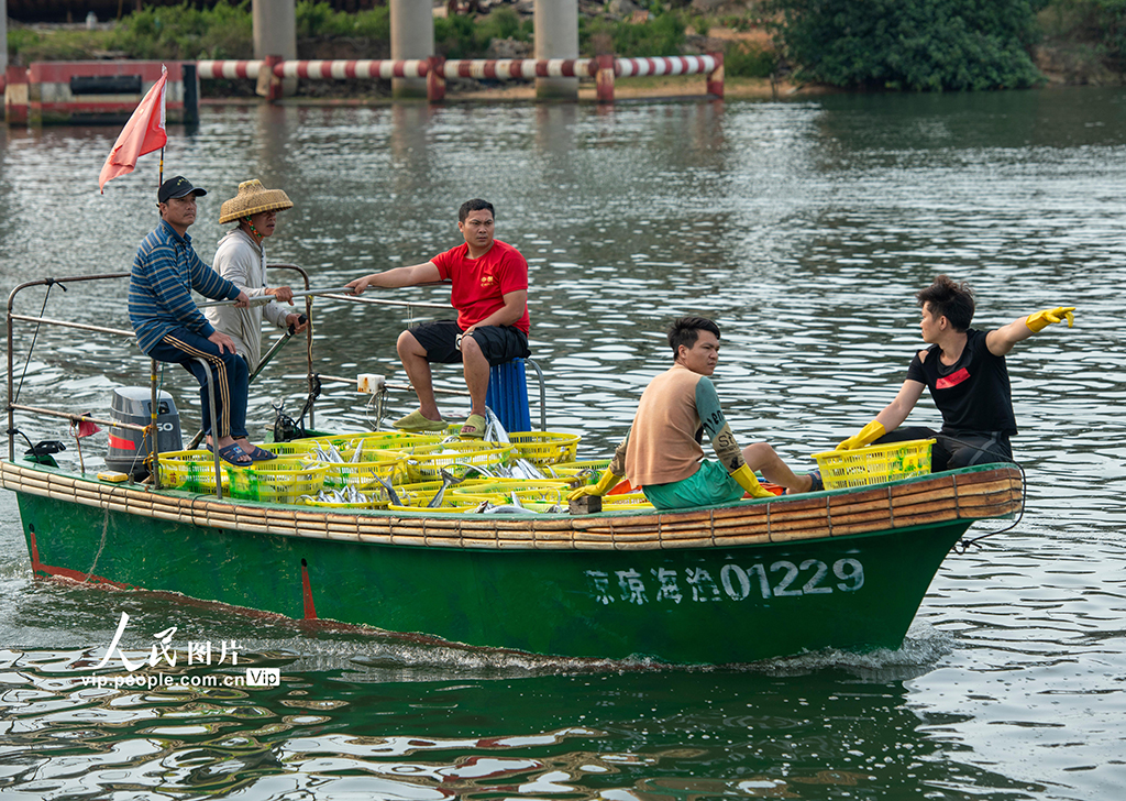 海南瓊海:休漁臨近 漁民捕撈正酣【4】