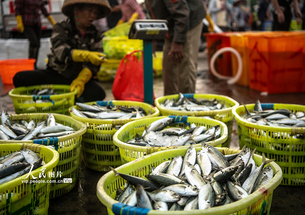 海南瓊海:休漁臨近 漁民捕撈正酣【7】