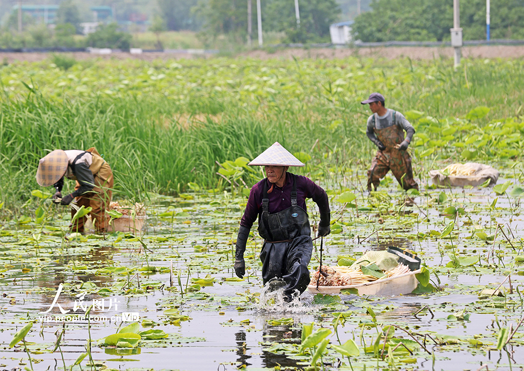 安徽銅陵:藕帶采收忙【2】