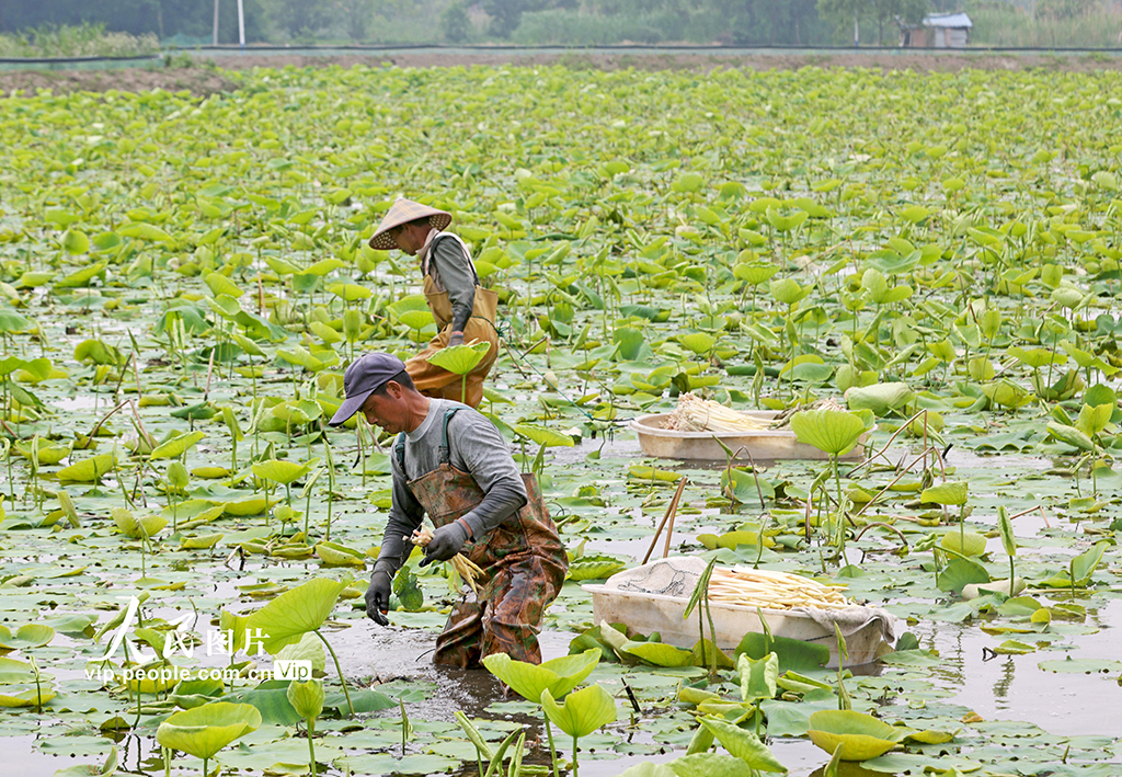 安徽銅陵:藕帶采收忙【3】