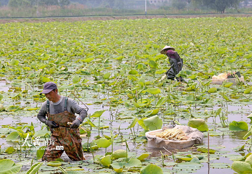 安徽銅陵:藕帶采收忙【4】
