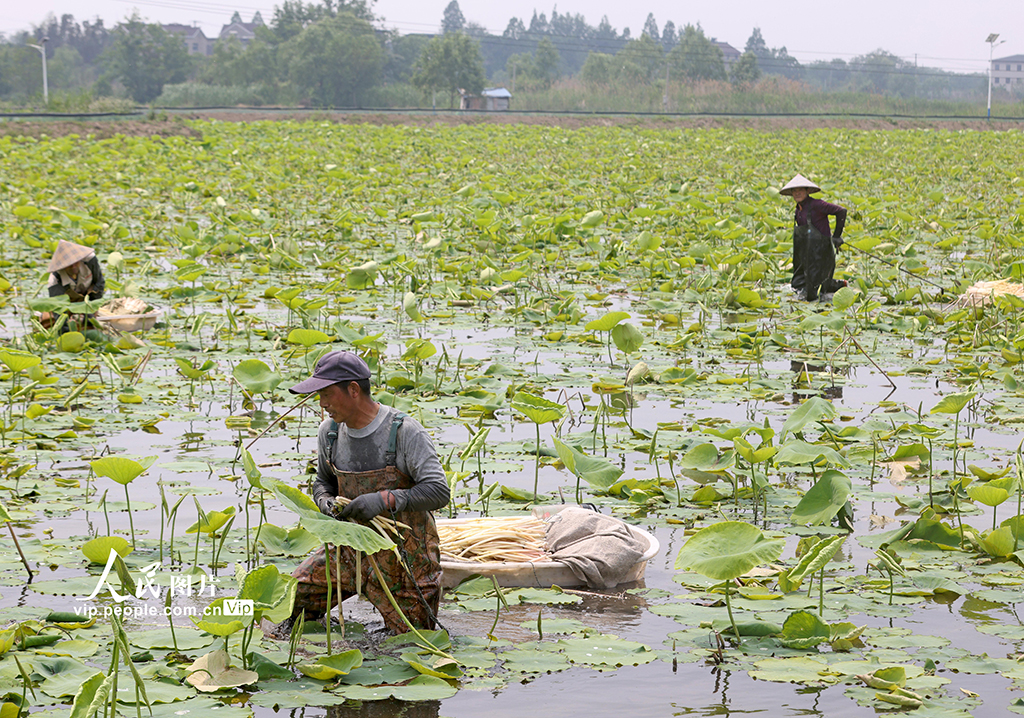 安徽銅陵:藕帶采收忙【5】