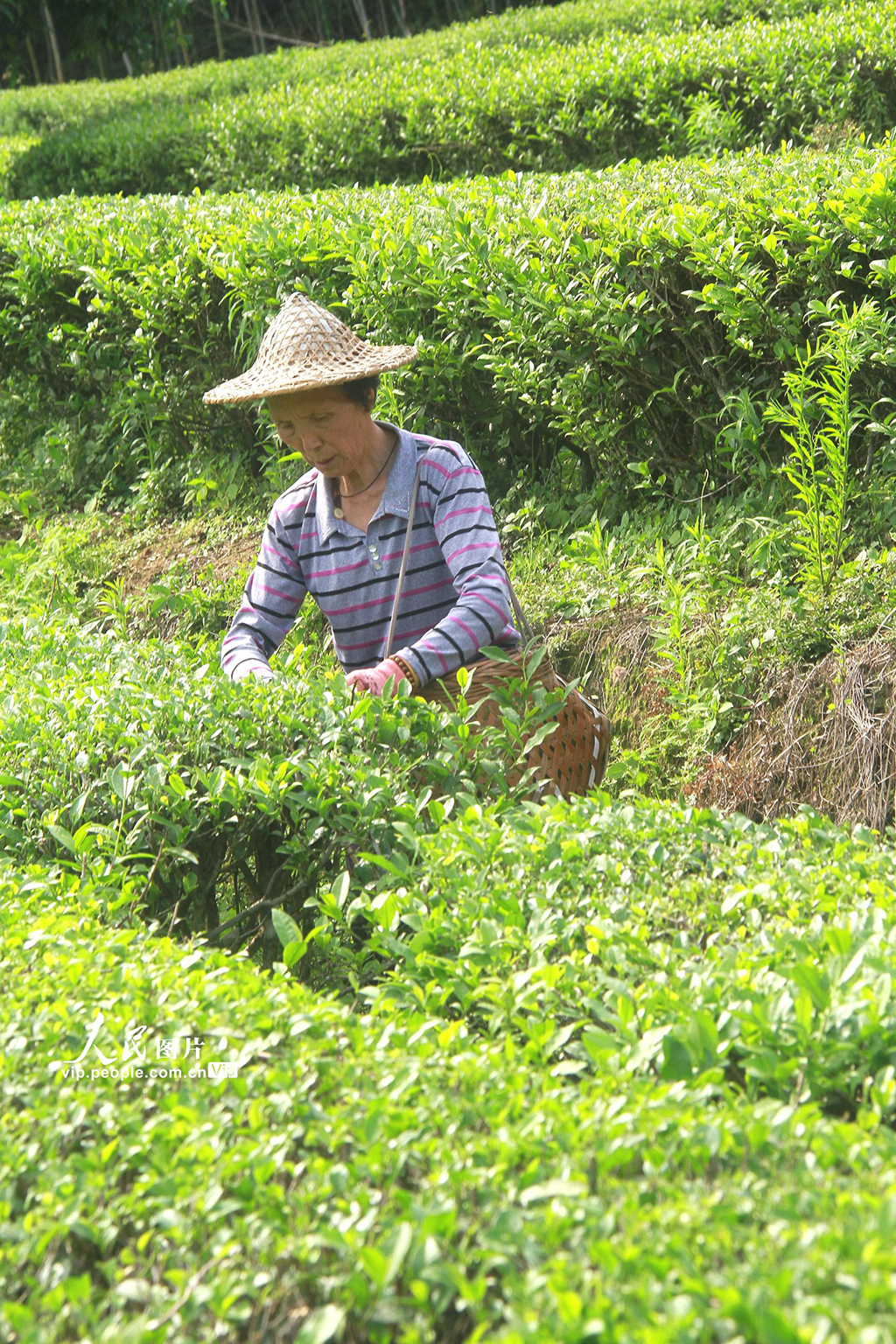 福建順昌:采摘巖茶【2】