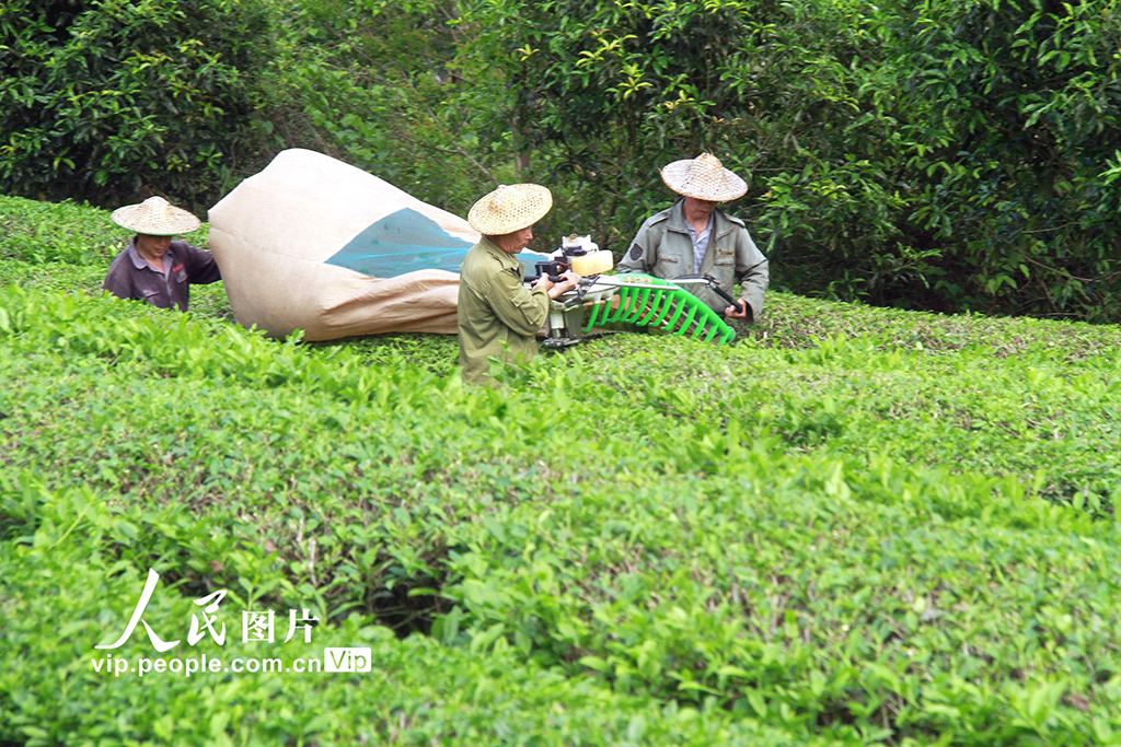 福建順昌:采摘巖茶【3】