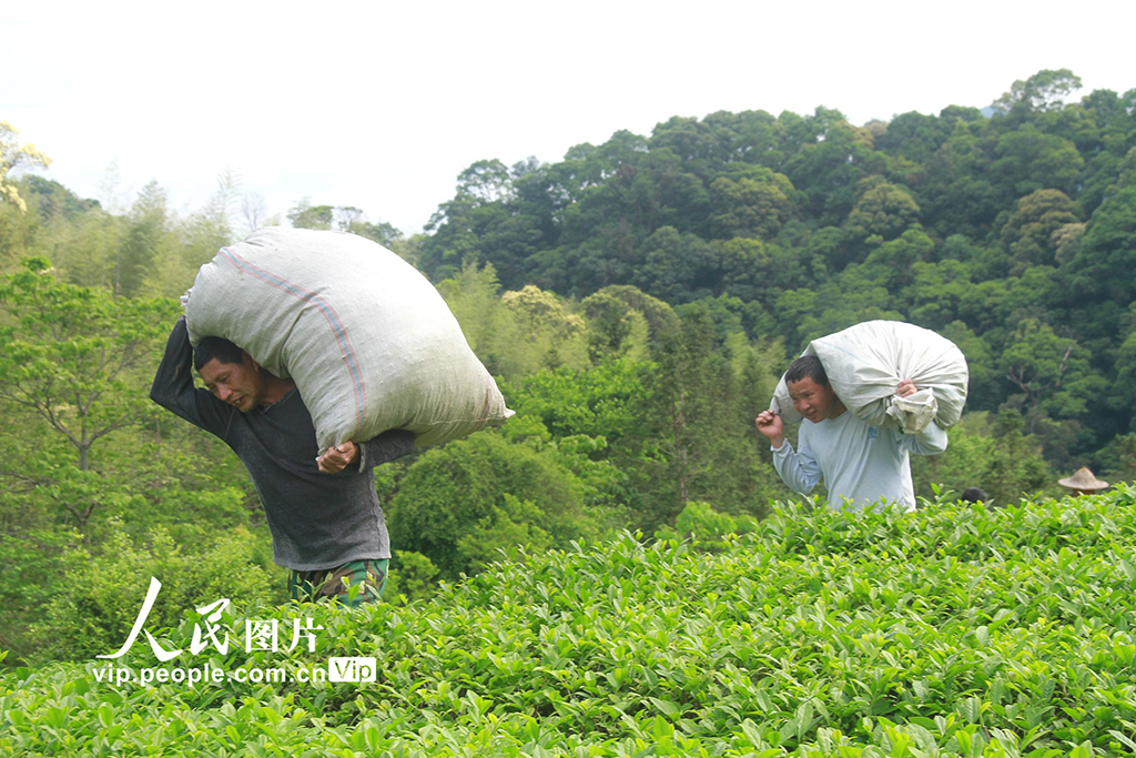 福建順昌:采摘巖茶【4】