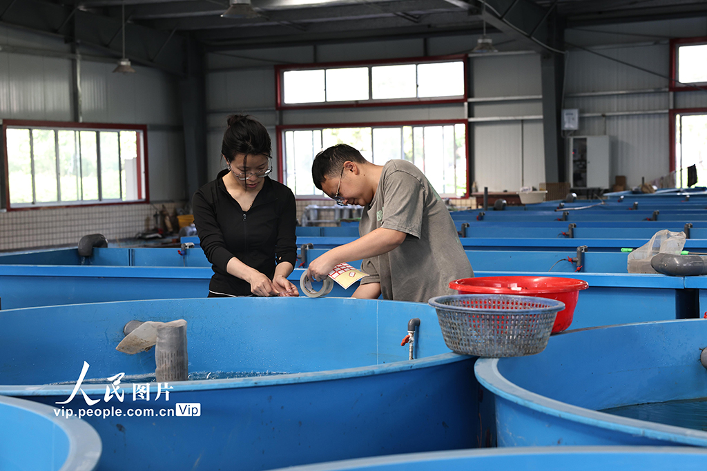四川長寧:80萬尾長江鱘幼苗成功孵化【3】