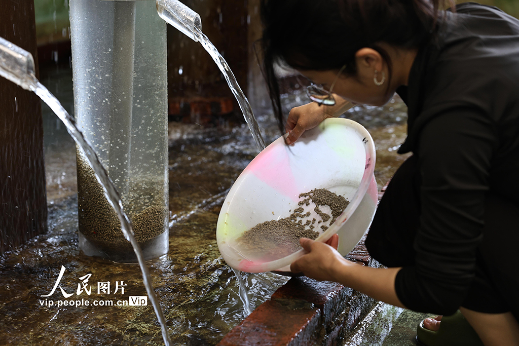 四川長寧:80萬尾長江鱘幼苗成功孵化【4】