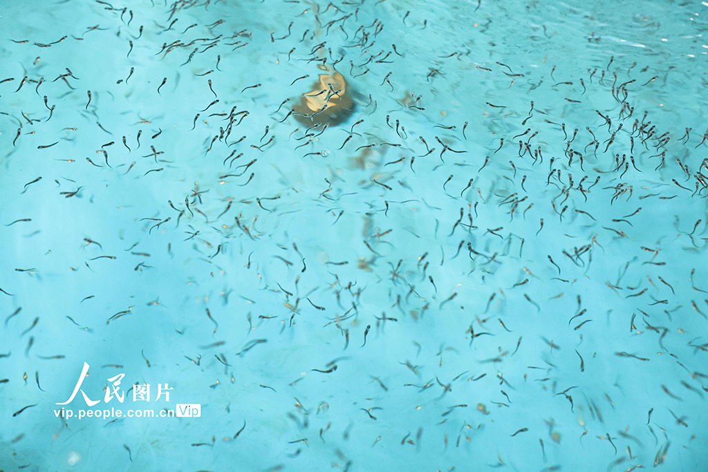 四川長寧:80萬尾長江鱘幼苗成功孵化【5】