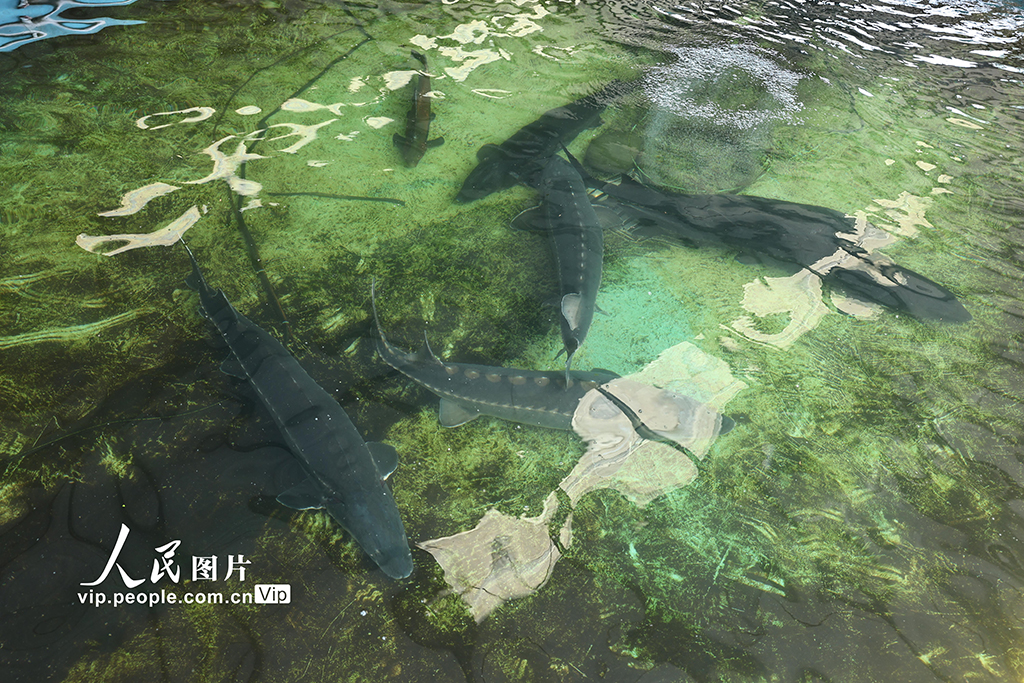 四川長寧:80萬尾長江鱘幼苗成功孵化【2】