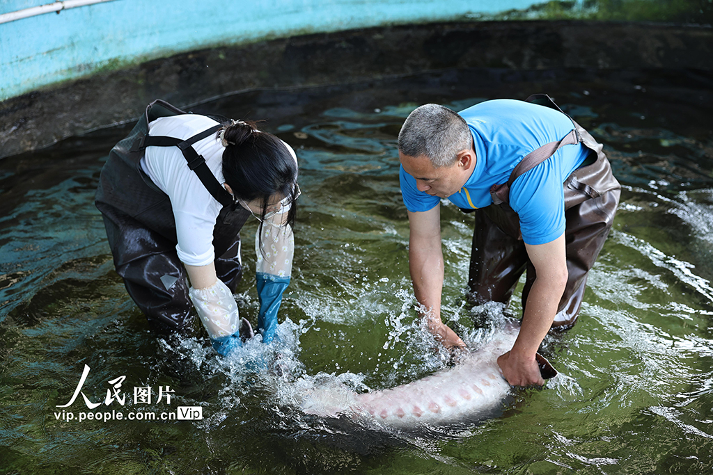四川長寧：80萬尾長江鱘幼苗成功孵化