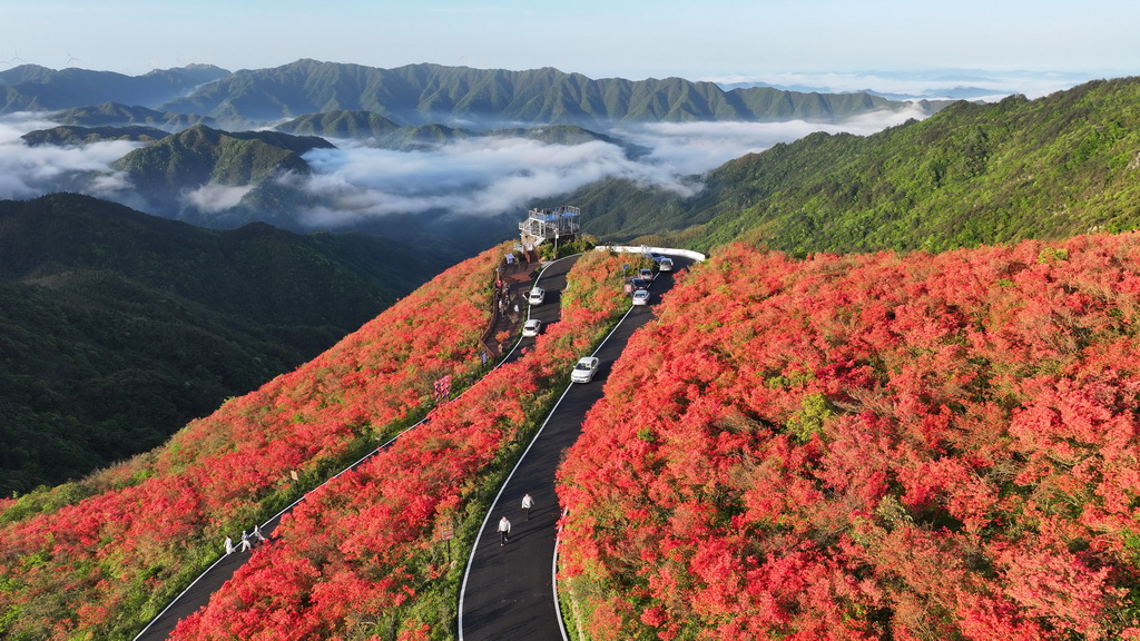 5月1日，游人在湖南省永州市雙牌縣陽明山國家森林公園杜鵑花海賞花游玩（無人機照片）。新華社發（何紅福攝）