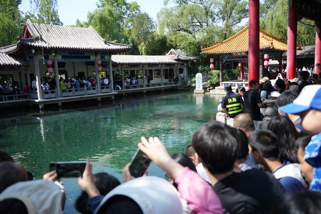 5月1日，游客在濟南趵突泉游覽。新華社記者 徐速繪 攝