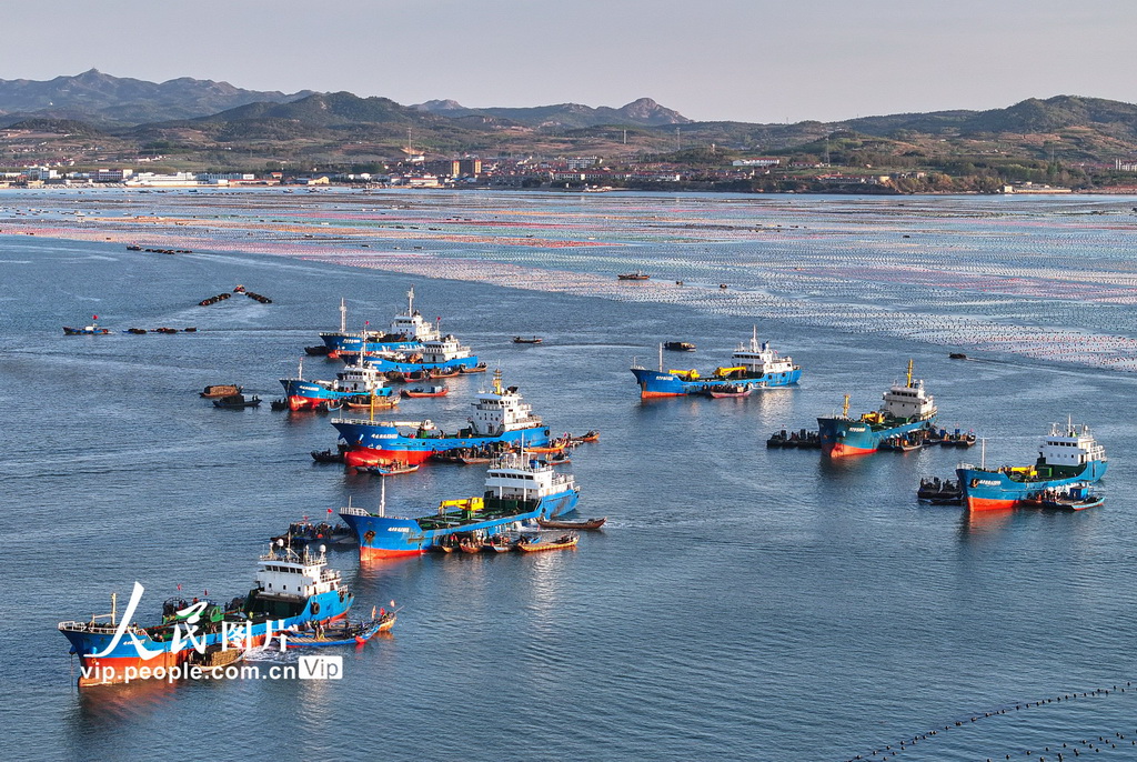 山東榮成：5000萬頭“越冬”鮑魚迎來“返鄉潮”