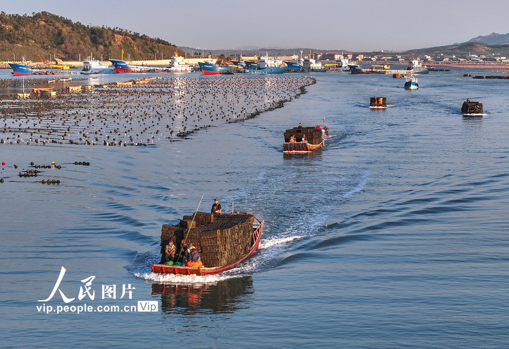 山東榮成:5000萬頭“越冬”鮑魚迎來“返鄉潮”【2】