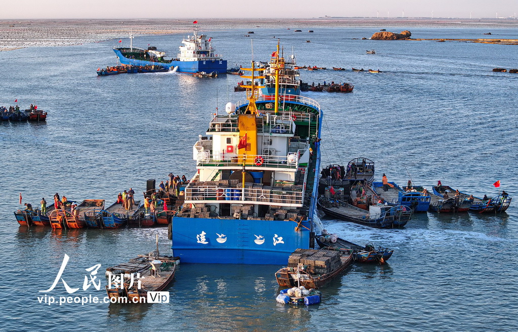 山東榮成:5000萬頭“越冬”鮑魚迎來“返鄉潮”【3】