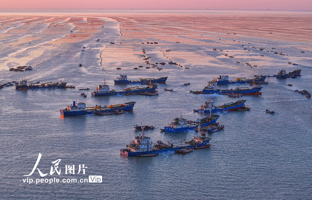 山東榮成:5000萬頭“越冬”鮑魚迎來“返鄉潮”【4】