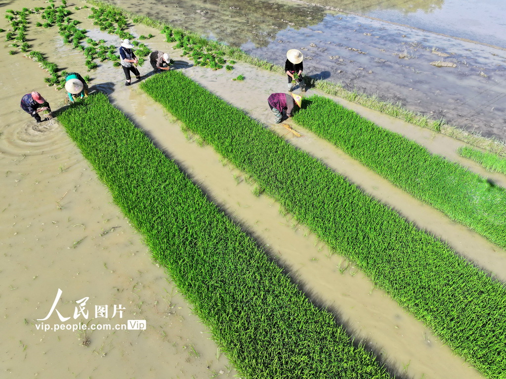 5月2日，在湖南省常寧市廟前鎮，村民在起秧苗。