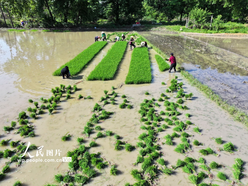 5月2日，在湖南省常寧市廟前鎮，村民在起秧苗。