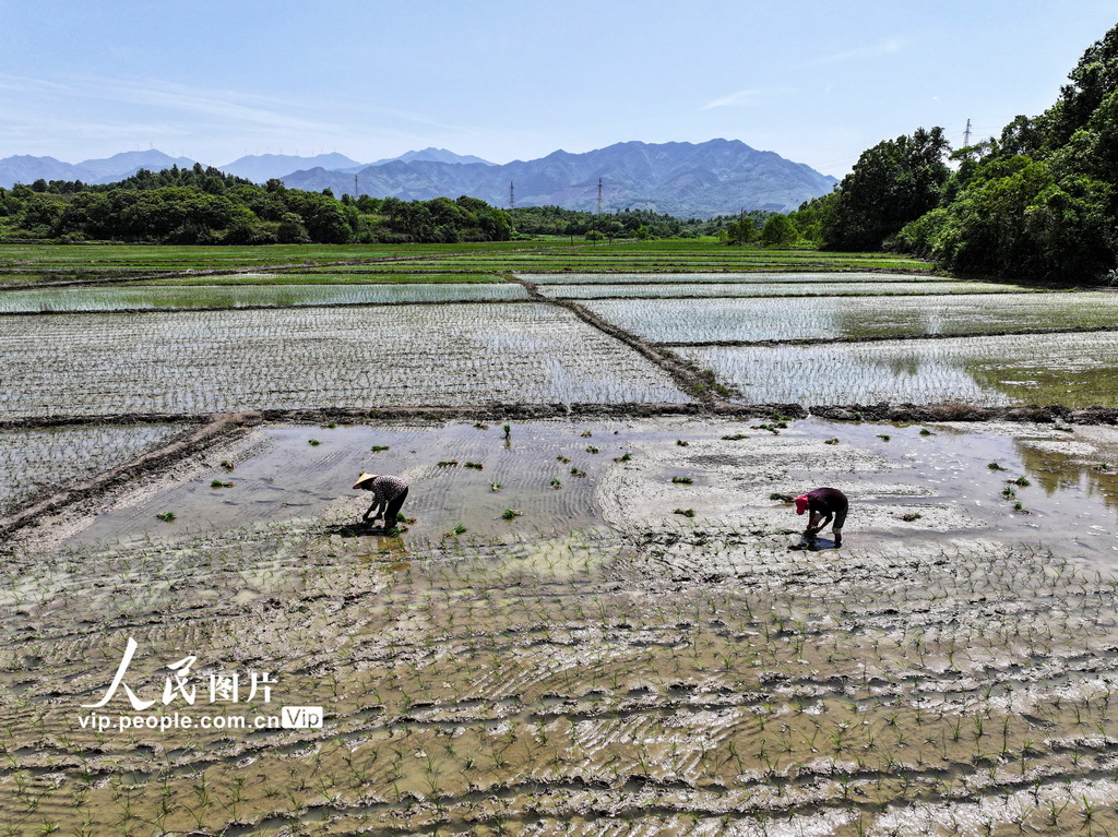 5月2日，在湖南省常寧市廟前鎮，村民在起秧苗。