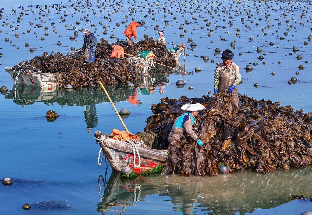5月3日，山東省榮成市愛倫灣海洋牧場海帶養殖區，漁民駕駛舢板在采收海帶（無人機照片）。