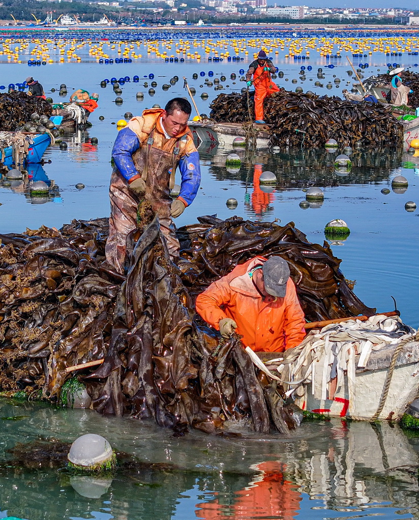 5月3日，山東省榮成市愛倫灣海洋牧場海帶養殖區，漁民駕駛舢板在采收海帶（無人機照片）。