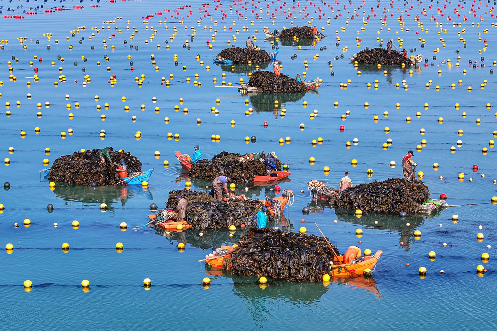 山東榮成：海帶豐收滿船艙