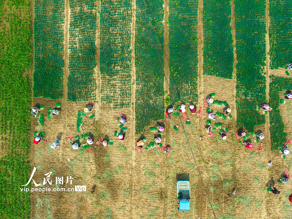 湖北孝感：香蔥豐收【4】