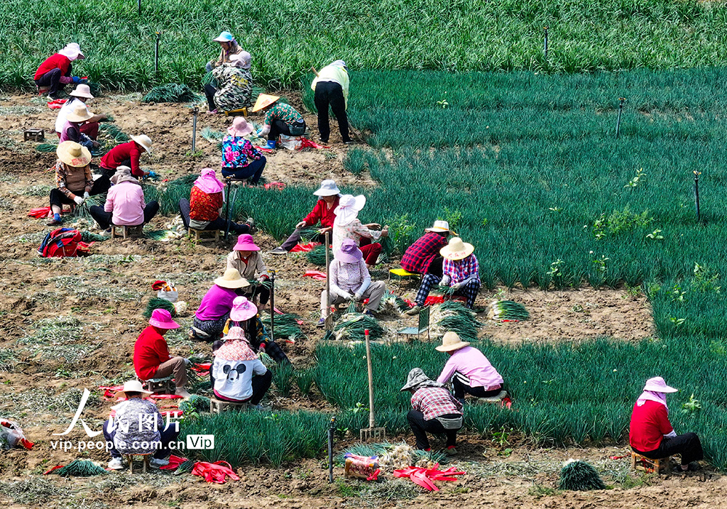 湖北孝感：香蔥豐收【3】