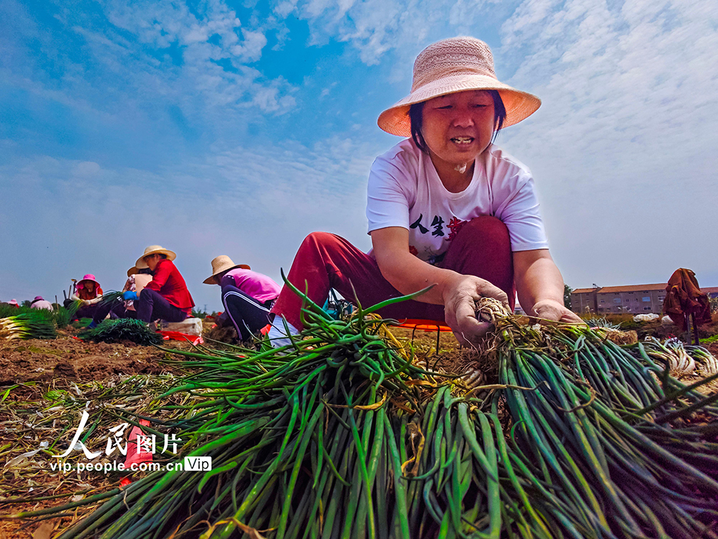 湖北孝感：香蔥豐收