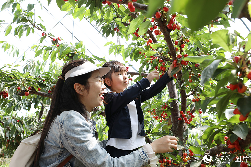 2025年5月2日，在山東省莒南縣坪上鎮厲家寨櫻桃科技示范園內，紅彤彤的大櫻桃綴滿枝頭，吸引眾多游客采摘嘗鮮。人民網記者 劉祺攝