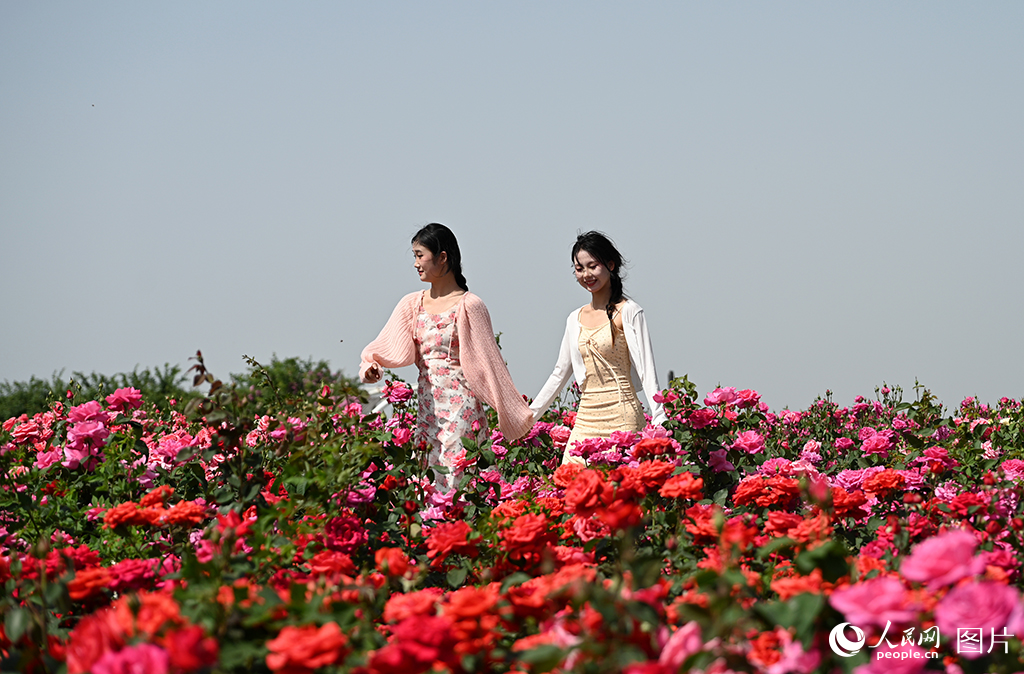 2025年5月1日，游客在河南南陽世界月季大觀園賞花。人民網記者王玉興攝