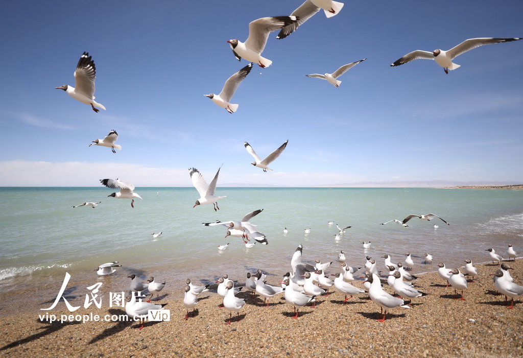 青海海南:鷗鳥翔集【3】
