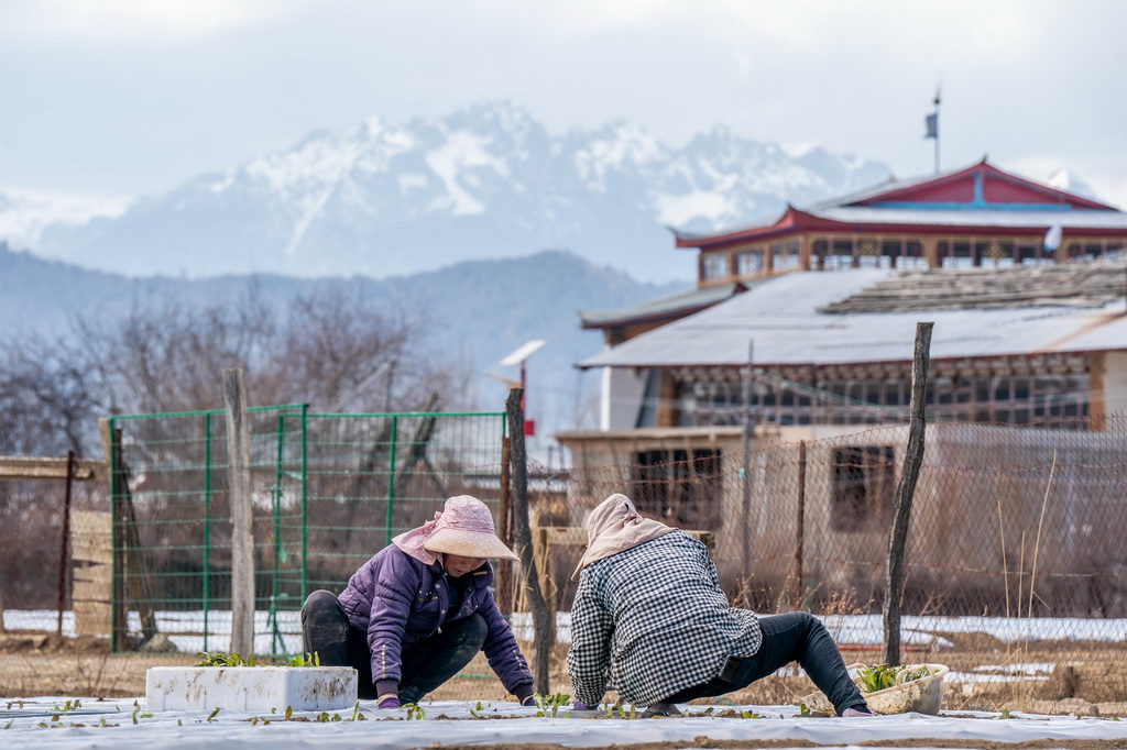 農民在云南省迪慶州香格里拉市建塘鎮種植萵筍（2024年3月9日攝）。