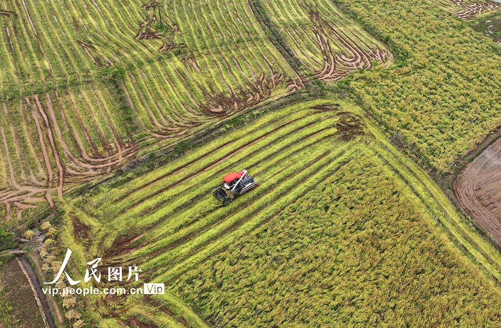湖南衡陽：油菜籽收割【3】