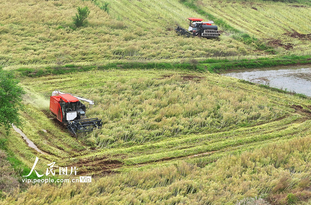 湖南衡陽：油菜籽收割【4】