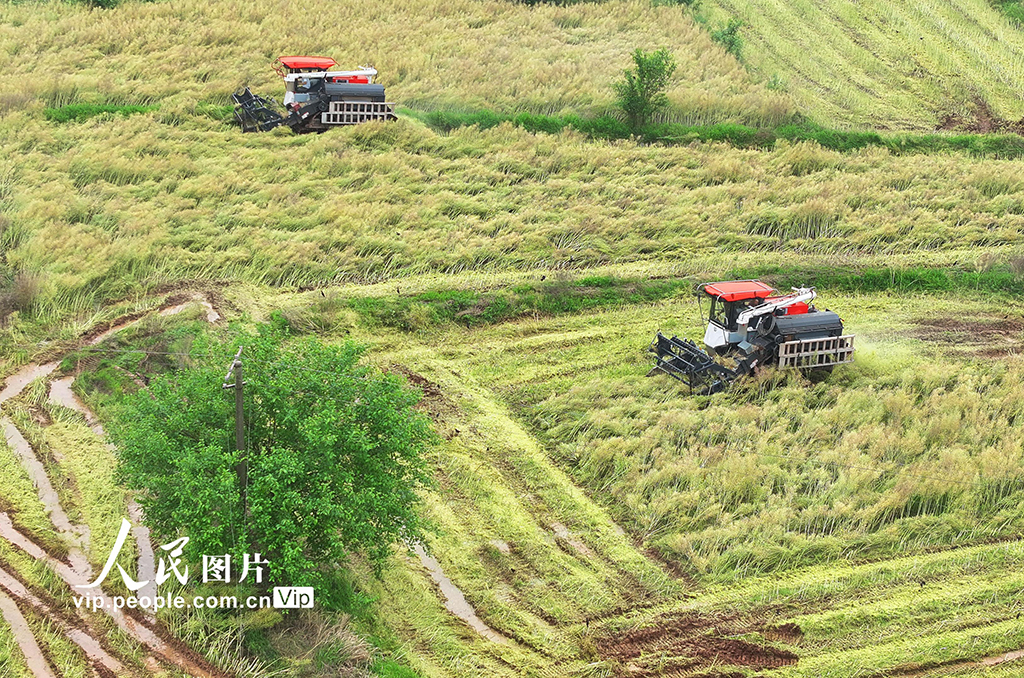 湖南衡陽：油菜籽收割【5】