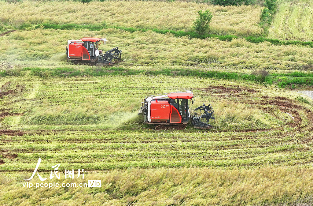 湖南衡陽：油菜籽收割【6】
