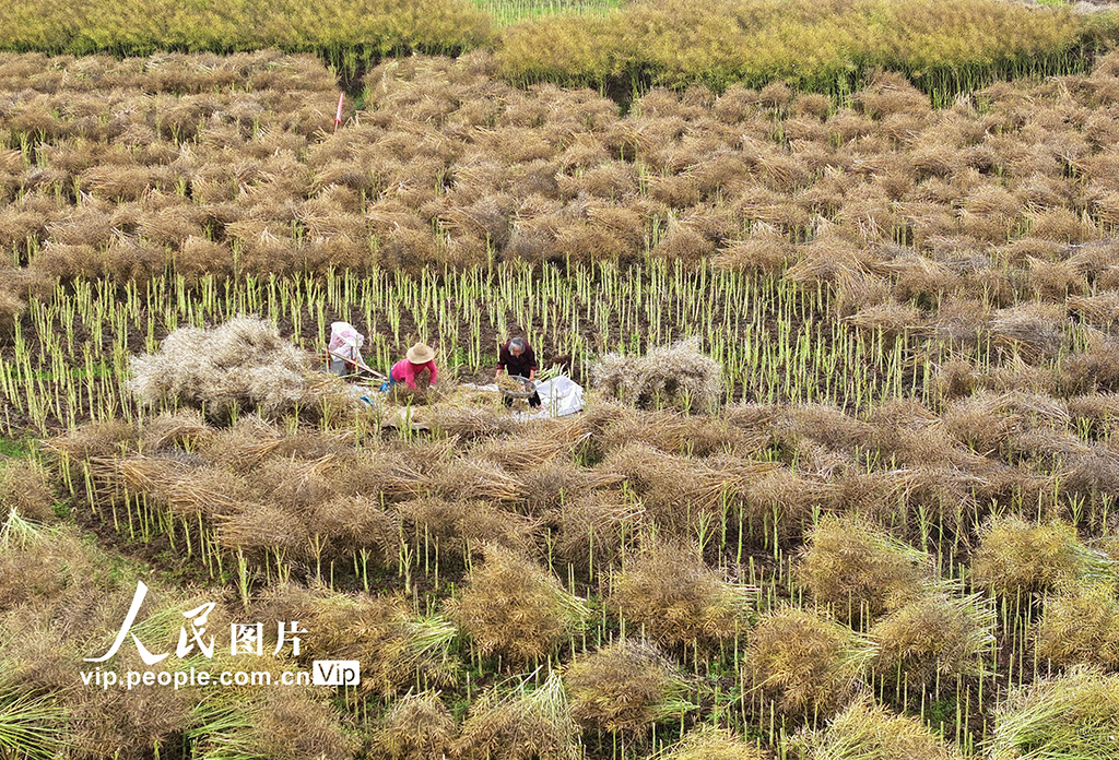 湖南衡陽：油菜籽收割【7】