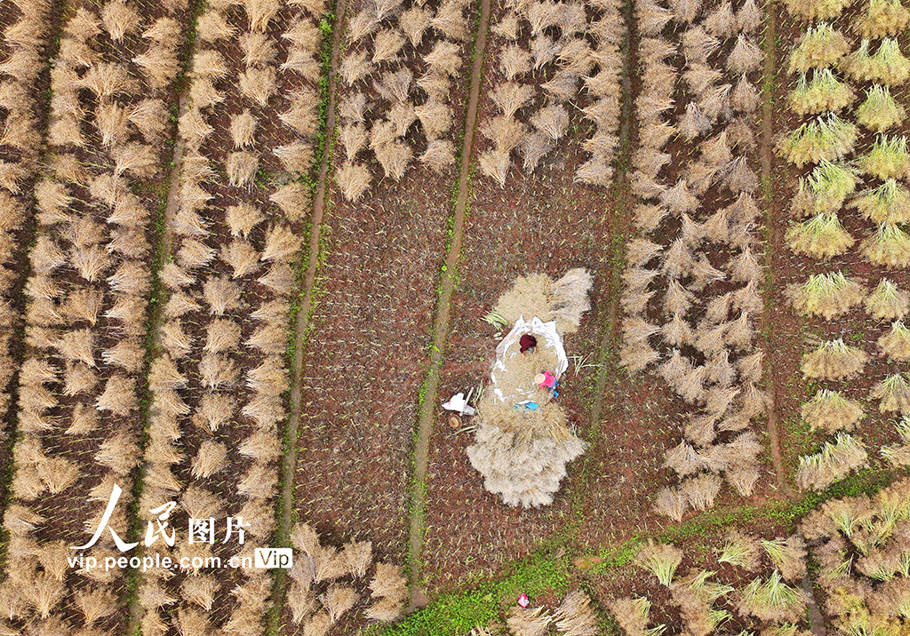 湖南衡陽：油菜籽收割【8】