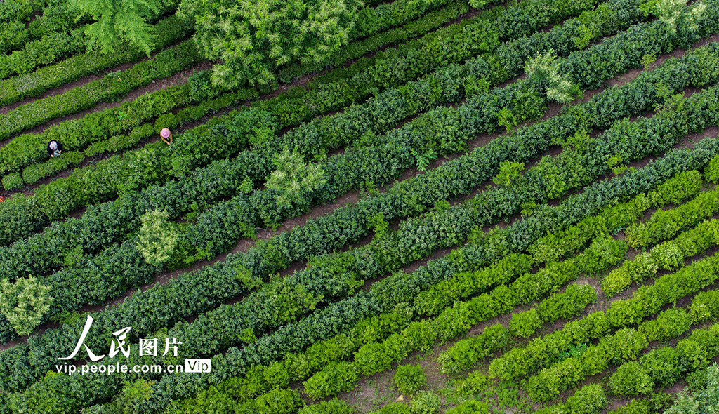 安徽六安：采茶【2】