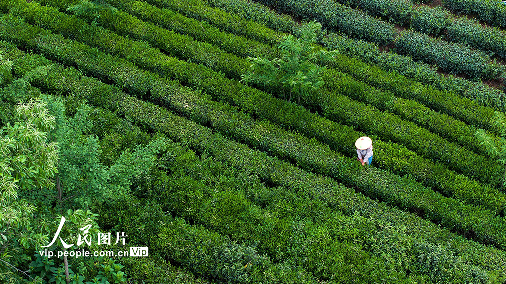 安徽六安：采茶【3】